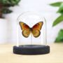 American Queen Butterfly Insect Bug Moth Butterflies Bell Jar Entomology Taxidermy Interior Design Home Decor Cloche Modern Display Gift Ornament, thumbnail 1 of 3