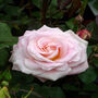 Rose Bloom Of Ruth, Personalised Named Rose Gift, thumbnail 1 of 2