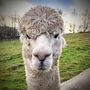West Yorkshire Alpaca Experience For Two, thumbnail 3 of 5