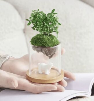 High Borosilicate Glass Moss Terrarium, 4 of 5