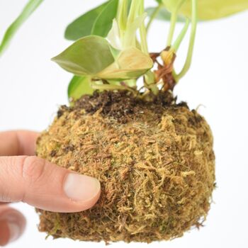 Kokedama Ball Kit With House Plant Home Office Decor, 4 of 6