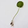 White Swan Mini Planter Plant Pot With Hydrocotyle Vulgaris Pennywort Cuttings, thumbnail 3 of 3