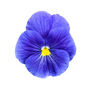 Flowers Pansy 'True Blue' Six X Plant Pack, thumbnail 1 of 5