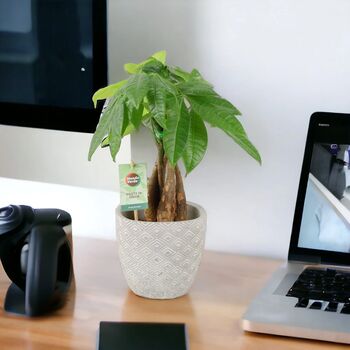 Pachira Money Tree With Braided Trunk – 12cm Pot, 10 of 12