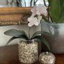 Orchid Plant Beaded Craft Kit, thumbnail 1 of 5