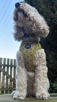 Wild Giraffe Dog Collar With Optional Set, 5 of 7