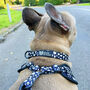 Black White Spot Dot Strong Dog Puppy Collar, thumbnail 1 of 4