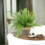 Boston Fern In 17cm Pot – Lush Air Purifying Plant, thumbnail 1 of 5