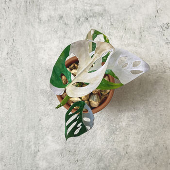 Mini Variegated Monkey Leaf Potted Paper Plant, 3 of 6