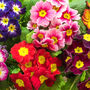 Polyanthus 'Stella Mix' Six X Plant Pack, thumbnail 1 of 3