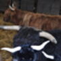 Personalised Black Longhorn Highland 18cm Cow Soft Toy Brown, thumbnail 4 of 11