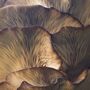 The Yorkshire Mushroom Emporium Experience For Two, thumbnail 1 of 10