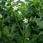 Chilli Plants Hot Burrito Three X 9cm Pots, thumbnail 4 of 5