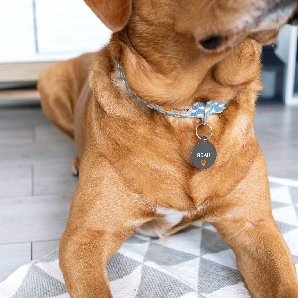 Personalised Special Needs Pet ID Tag By The Little Picture Company