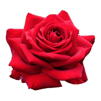 Hybrid Tea Rose Plant 'Loving Memory' Five Litre Pot, 5 of 5