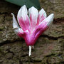 Magnolia Pink Flower Brooch, thumbnail 1 of 5