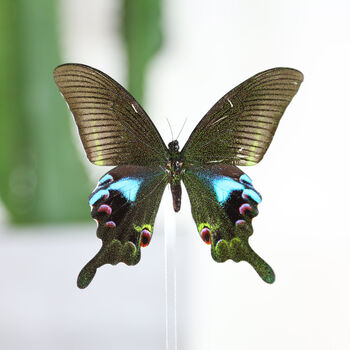 Blue Peacock Butterfly Entomology Taxidermy Bell Jar, 2 of 4