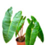 Houseplant Philodendron 'Billietiae' In 13cm Pot, thumbnail 2 of 5