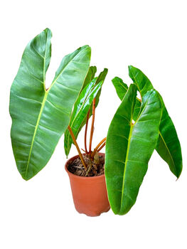 Houseplant Philodendron 'Billietiae' In 13cm Pot, 2 of 5