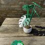 Monstera Variegata Plant With Six Leaf Coasters, thumbnail 7 of 11