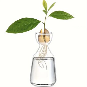 Avocado Seed Hydroponic Vase, 4 of 4