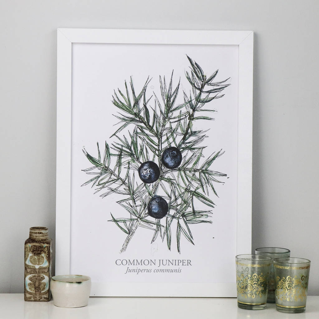 juniper berries a3 botanical giclee art print by ella johnston art