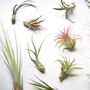 Air Plant Varieties Plant Gift For Plant Lover, thumbnail 2 of 12