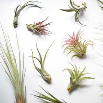 Air Plant Varieties Plant Gift For Plant Lover, 2 of 12
