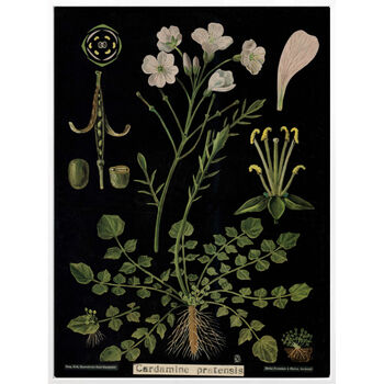 Cardamine, Canvas Wall Art, 4 of 7