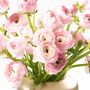 Ballet Slipper Pink Ranunculus Fresh Flower Bouquet, thumbnail 2 of 3