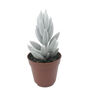 Woolly Senecio Rare Silver White Succulent House Plant, thumbnail 2 of 2