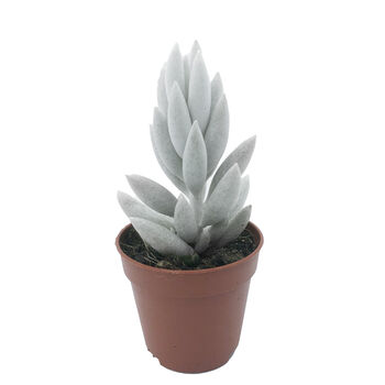 Woolly Senecio Rare Silver White Succulent House Plant, 2 of 2