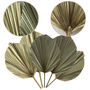 Decorative Palm Leaves Dried Set Five, thumbnail 6 of 6