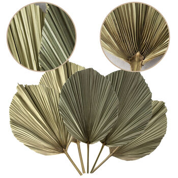 Decorative Palm Leaves Dried Set Five, 6 of 6