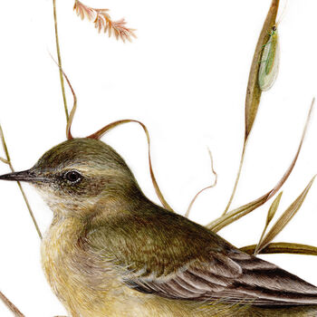 Yellow Wagtail Print, 2 of 2