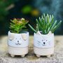 Dog And Cat Animal Planters With Choice Of Plants, thumbnail 1 of 2
