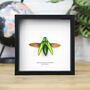 Weyersii Jewel Beetle Insect Bug Entomology Taxidermy Box Frame, thumbnail 1 of 3