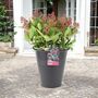 Skimmia Japonica Rubella Shrub In 5 L Pot – Free Standard Gift Wrap, thumbnail 1 of 4