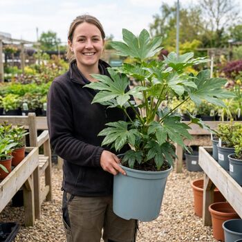 Fatsia Japonica7.5 L Architectural Evergreen Shrub, 4 of 5