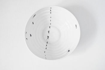 Bowl With Insects, 9 of 12