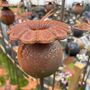 Handmade Poppyhead Garden Stake In Raw Steel, thumbnail 3 of 5