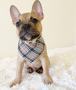 Barkberry Plaid Dog Celebration Bandana, 2 of 4