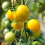 Gardening Gift. Yellow Tomato Growing Kit, thumbnail 3 of 4