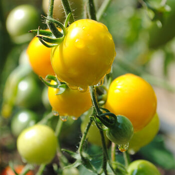 Gardening Gift. Yellow Tomato Growing Kit, 3 of 4
