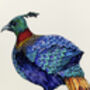 H Is For Himalayan Monal Illustration Print, thumbnail 2 of 5