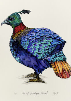 H Is For Himalayan Monal Illustration Print, 2 of 5
