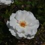 Floribunda Rose 'Margaret Merrill' Plant 5 L Pot, thumbnail 1 of 2