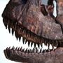 Carnotosaurus 3D Replica Dinosaur Skull, thumbnail 2 of 3