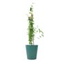 Pink Jasmine Jasminum Beesianum In 3 L Pot, thumbnail 4 of 6