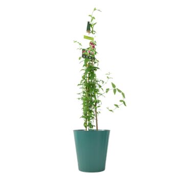 Pink Jasmine Jasminum Beesianum In 3 L Pot, 4 of 6